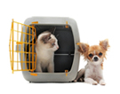 Pet Insurance