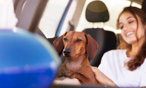 Can I drive with a dog in my Car? | 123.ie