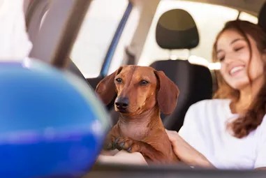 Can I drive with a dog in my Car? | 123.ie